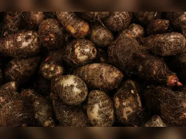 Concurso estadual de queijos acontece nos dias 10 e 11 de março