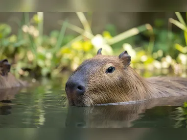 Imagem ilustrativa da imagem Psicóloga é atacada por capivara durante mergulho em SC: ‘Medo de não sobreviver’