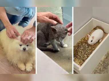 Mulher de traficante morto em megaoperação no Rio de Janeiro é presa