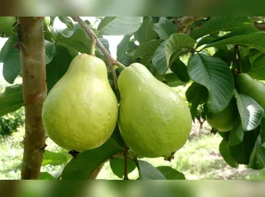 Agricultores no curso utilizando o cacau