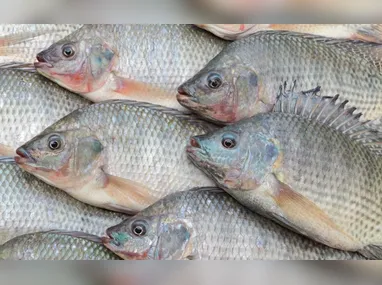 Agroecologia transforma agricultura familiar e beneficia 85 famílias no Norte do ES