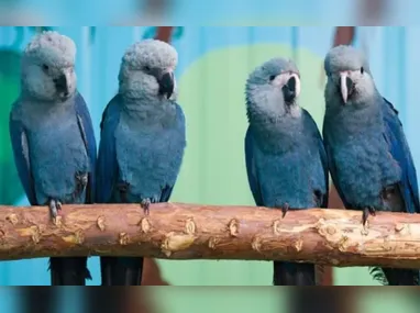 Imagem ilustrativa da imagem Últimas ararinhas-azuis que estavam soltas na natureza contraíram vírus letal