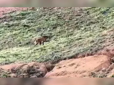 Imagem ilustrativa da imagem VÍDEO | Lobo “Arrascaeta” aparece em cafezal no Caparaó Capixaba