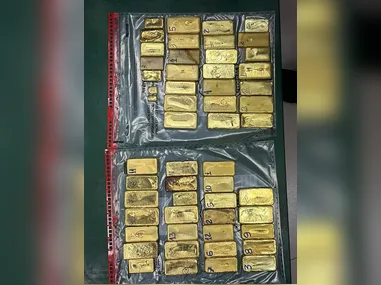 Leões são originários do continente africano e asiático, mas se adaptam bem ao clima do Brasil