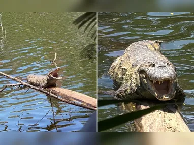 Imagem ilustrativa da imagem Vitória vai ter trilha para observar jacarés neste sábado