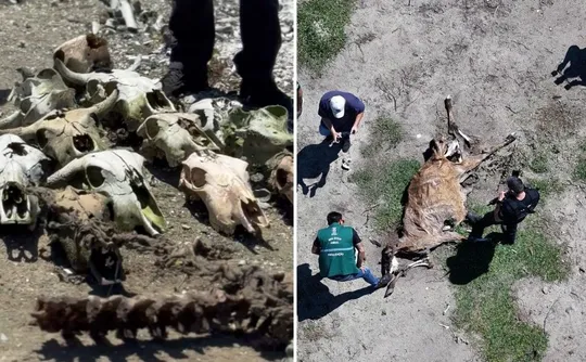 Imagem ilustrativa da imagem Abatedouro clandestino encontrado com ossos de bois, cavalos e cães em Vila Velha