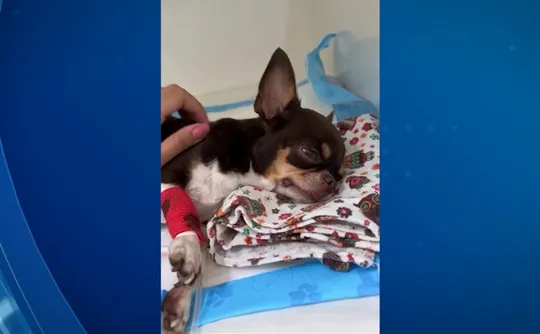 Imagem ilustrativa da imagem Envenenamento de animais em condomínio de luxo da Serra é investigada