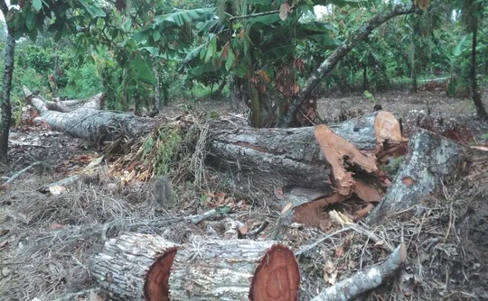 Imagem ilustrativa da imagem O que muda com o novo licenciamento ambiental