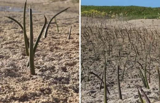 Imagem ilustrativa da imagem Seis jovens plantam cerca de 19 mil mudas e fazem renascer o mangue em Itamaracá