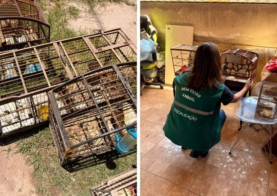 Imagem ilustrativa da imagem 14 aves silvestres mantidas em condições irregulares são apreendidas durante ação