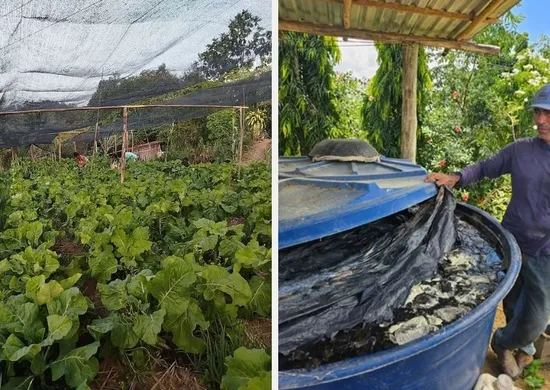 Imagem ilustrativa da imagem Agroecologia transforma agricultura familiar e beneficia 85 famílias no Norte do ES