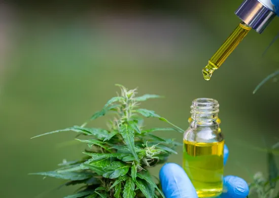 Imagem ilustrativa da imagem Anvisa avalia Cannabis medicinal dermatológica e importação da planta