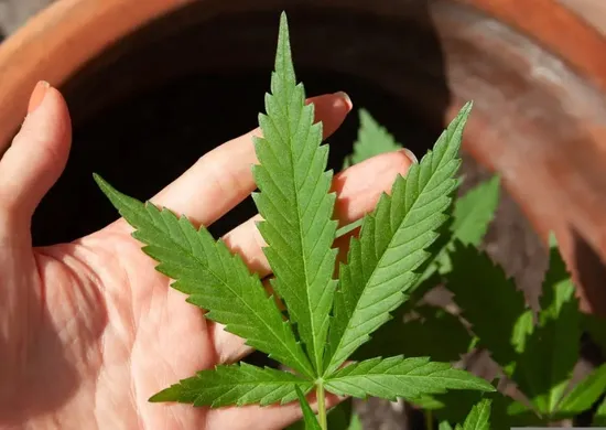 Imagem ilustrativa da imagem Anvisa discute nesta quarta regras para a produção de cannabis no país