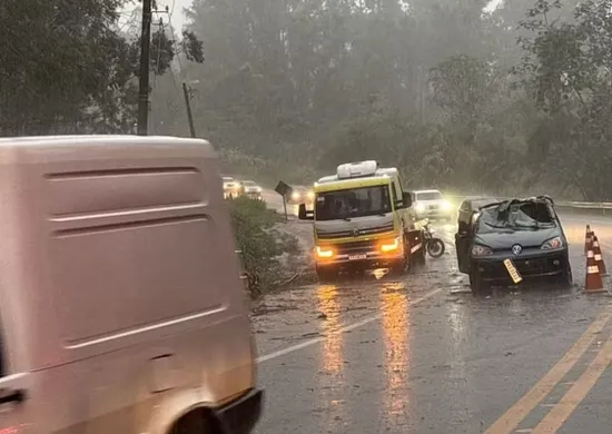 Imagem ilustrativa da imagem Árvore cai sobre carro e mata mulher de 35 anos em SP