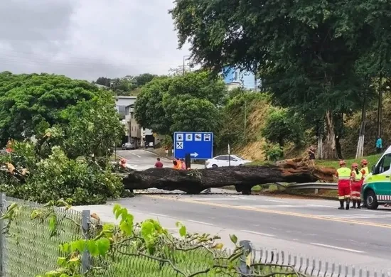 Imagem ilustrativa da imagem BR-101 fica interditada após queda de árvore em João Neiva