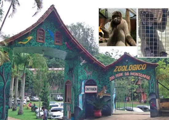 Imagem ilustrativa da imagem Barrigudinho e Bob, macacos ameaçados de extinção, chegam ao Espírito Santo