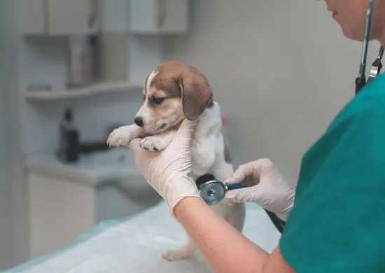 Imagem ilustrativa da imagem Clínica veterinária pública terá atendimento 24 horas