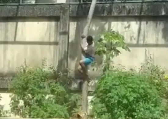 Imagem ilustrativa da imagem Homem morre após entrar na jaula dos leões em João Pessoa