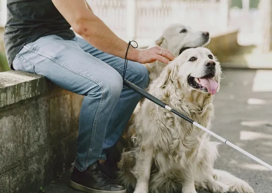 Imagem ilustrativa da imagem Justiça condena TAP por impedir embarque de cão de assistência criança autista