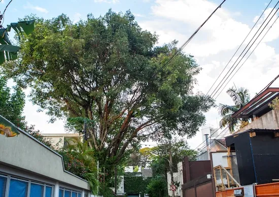 Imagem ilustrativa da imagem Lula sanciona lei que libera poda de árvore quando órgão público se omitir