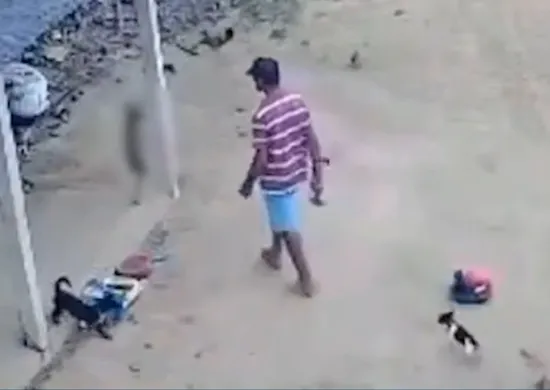 Imagem ilustrativa da imagem MPES denuncia homem acusado de matar cadela no Noroeste do ES