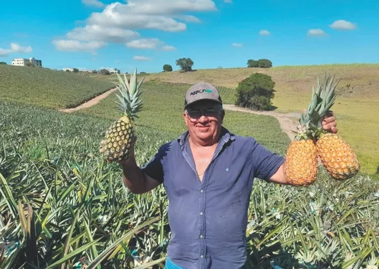 Imagem ilustrativa da imagem Nova técnica amplia produção de abacaxi no Espírito Santo