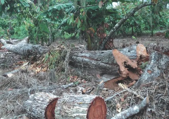 Imagem ilustrativa da imagem O que muda com o novo licenciamento ambiental