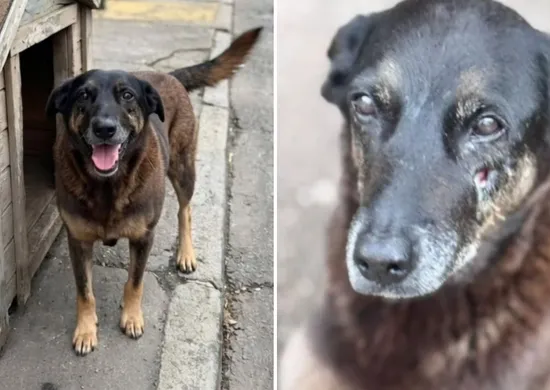 Imagem ilustrativa da imagem Cão Orelha: o que famosos disseram sobre morte de cachorro em Florianópolis