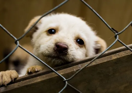 Imagem ilustrativa da imagem Projeto de lei prevê dedução no IR para doações a ONGs de proteção animal