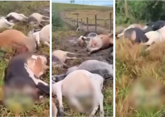 Imagem ilustrativa da imagem Raio mata 29 bois em fazenda no Noroeste do Espírito Santo
