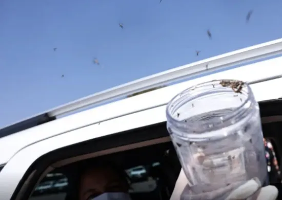 Imagem ilustrativa da imagem Saúde libera 50 mil mosquitos estéreis para combater Aedes em aldeia indígena de PE