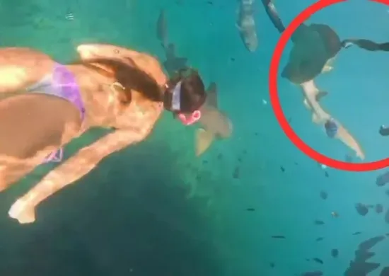 Imagem ilustrativa da imagem Turista é mordida por tubarão durante mergulho em Fernando de Noronha