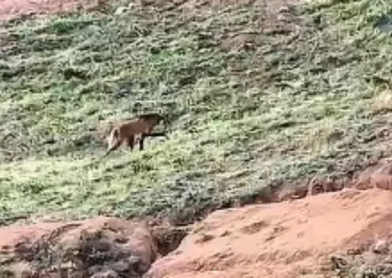Imagem ilustrativa da imagem VÍDEO | Lobo “Arrascaeta” aparece em cafezal no Caparaó Capixaba