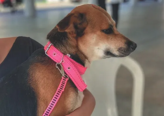 Imagem ilustrativa da imagem Vacinação gratuita para cães e gatos em Aracruz