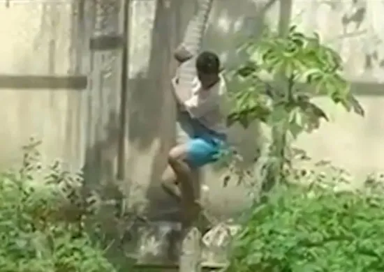 Imagem ilustrativa da imagem Zoológico em que leoa matou jovem vai reabrir com novas medidas de segurança