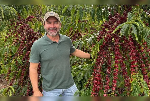 Imagem ilustrativa da imagem Irrigação para cafeeiro ter vigor após colheita