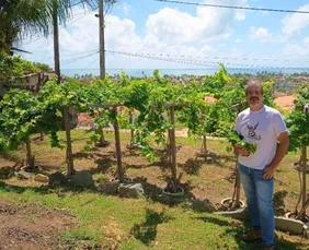 Imagem ilustrativa da imagem Vinho e maresia: Alessandro Albertini resgata uva extinta há 500 anos em Itamaracá