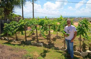 Imagem ilustrativa da imagem Vinho e maresia: Alessandro Albertini resgata uva extinta há 500 anos em Itamaracá