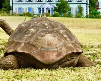 Imagem ilustrativa da imagem Morre aos 193 anos Jonathan, o animal terrestre mais velho do mundo