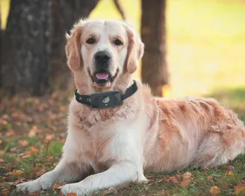 Imagem ilustrativa da imagem Paixão pelos bichos: corrida por Inteligência Artificial para entender os animais