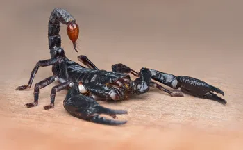 Imagem ilustrativa da imagem 7 locais da casa que viram abrigo de escorpiões e exigem atenção redobrada