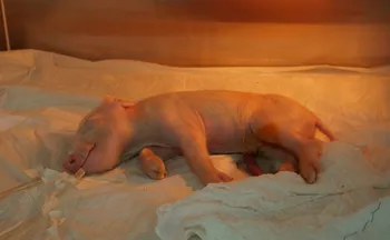 Imagem ilustrativa da imagem Brasileiros clonam 1º porco em projeto para transplante de órgãos suínos em humanos