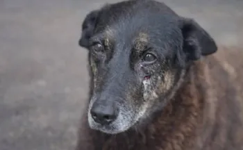 Imagem ilustrativa da imagem Cão Orelha: Polícia de SC conclui inquérito e pede internação de adolescente