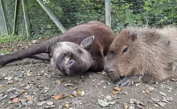 Imagem ilustrativa da imagem Capivara e anta brasileira, amigas, são sacrificadas em zoo na Inglaterra