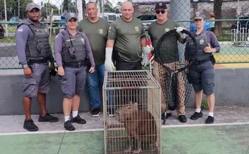 Imagem ilustrativa da imagem Capivara é resgatada em praça do bairro André Carloni, na Serra