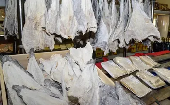 Imagem ilustrativa da imagem Consumidor deve ficar atento à qualidade do bacalhau na Semana Santa