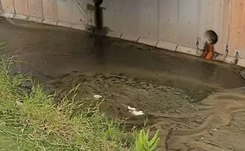 Imagem ilustrativa da imagem Corpo esquartejado de mulher é encontrado em mala na zona sul de São Paulo