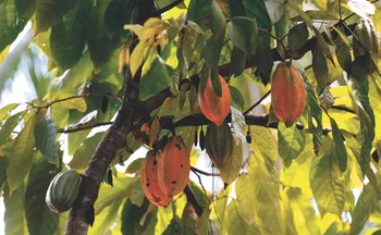 Imagem ilustrativa da imagem Desistência e mobilização contra importação africana de cacau para o ES