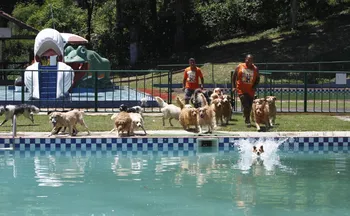 Imagem ilustrativa da imagem Diversão e conforto em hotéis para cães na Grande Vitória