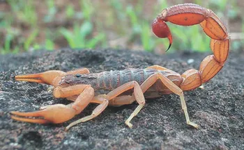 Imagem ilustrativa da imagem ES já registrou mais de 1.000 acidentes com escorpião em 2026